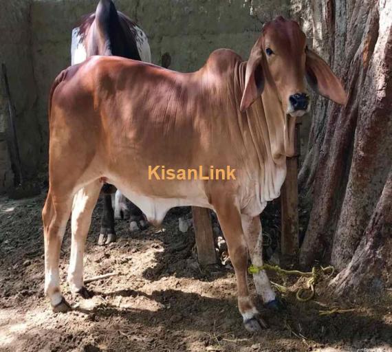 Cow For Sale