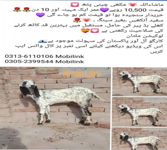 Goat For Sale