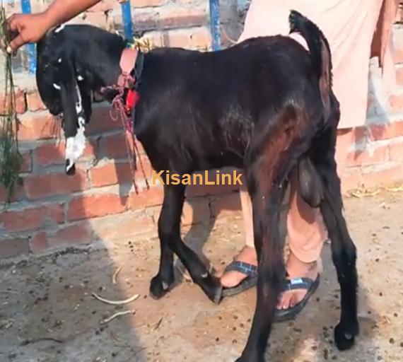 Goat For Sale