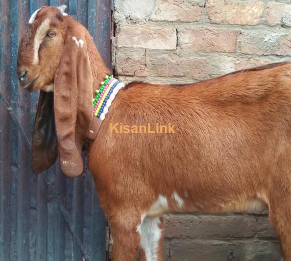 Goat For Sale