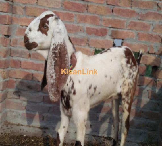 Goat For Sale