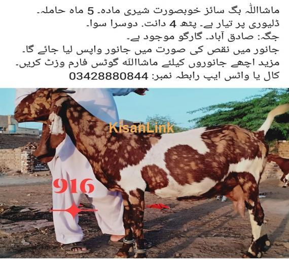 Goat For Sale