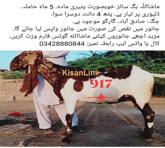 Goat For Sale