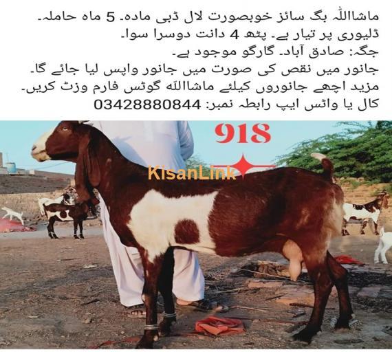 Goat For Sale