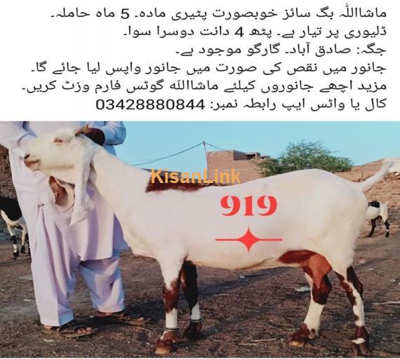 Goat For Sale