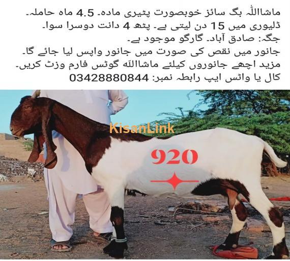 Goat For Sale
