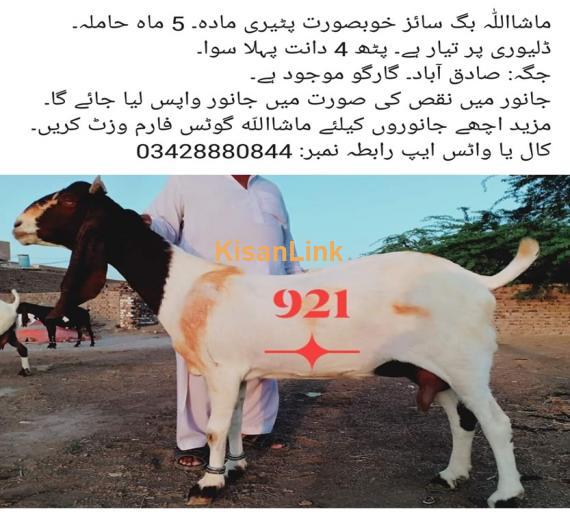 Goat For Sale