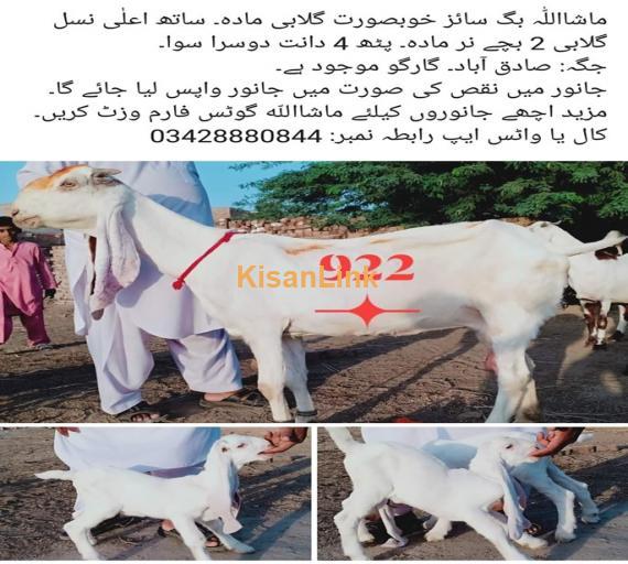 Goat For Sale