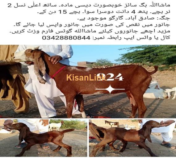 Goat For Sale