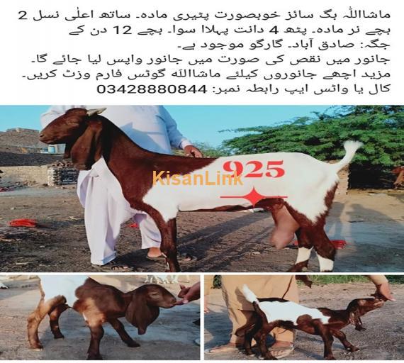 Goat For Sale