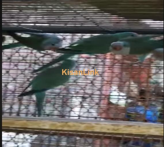 Parrot For Sale