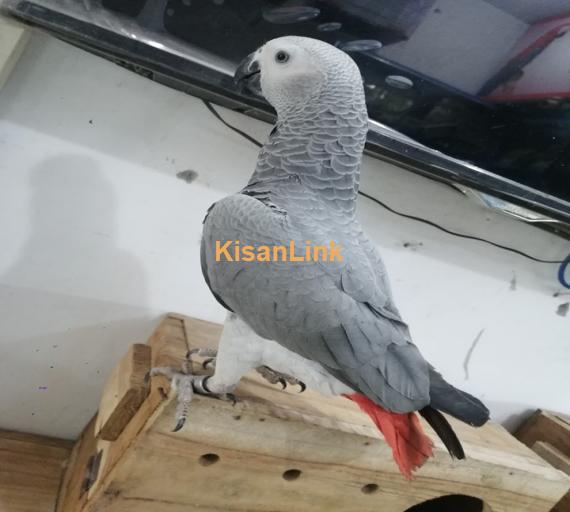 Parrot For Sale