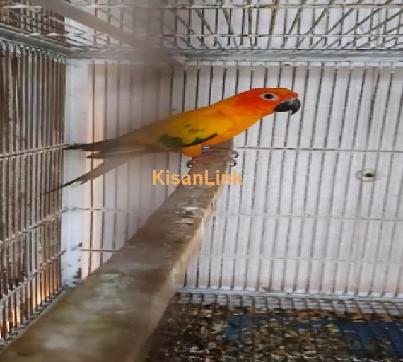 Parrot For Sale