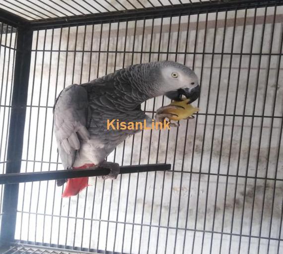 Parrot For Sale