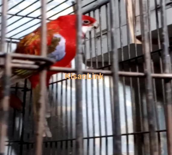 Parrot For Sale