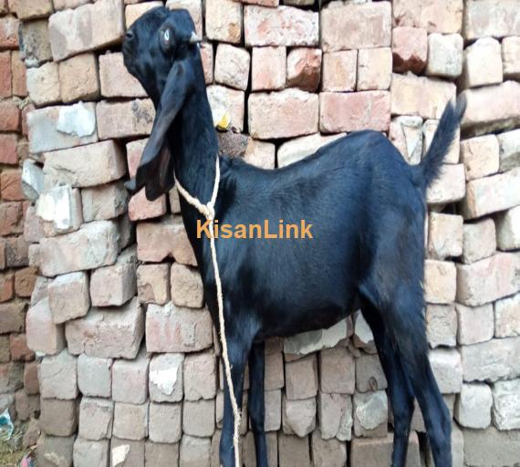 Goat For Sale