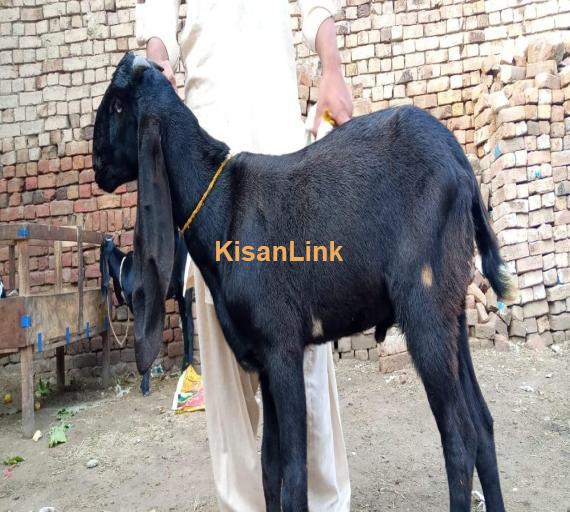 Goat For Sale