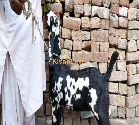 Goat For Sale