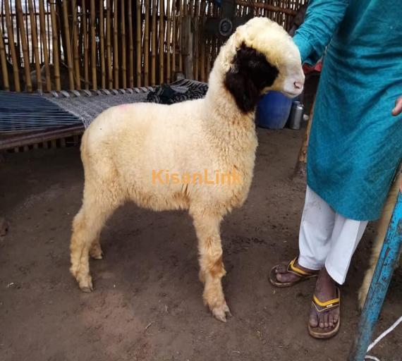Sheep For Sale