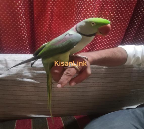 Parrot For Sale