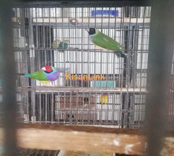Parrot For Sale