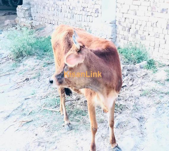 Cow For Sale