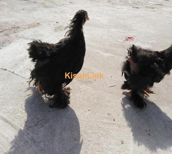 Hens For Sale