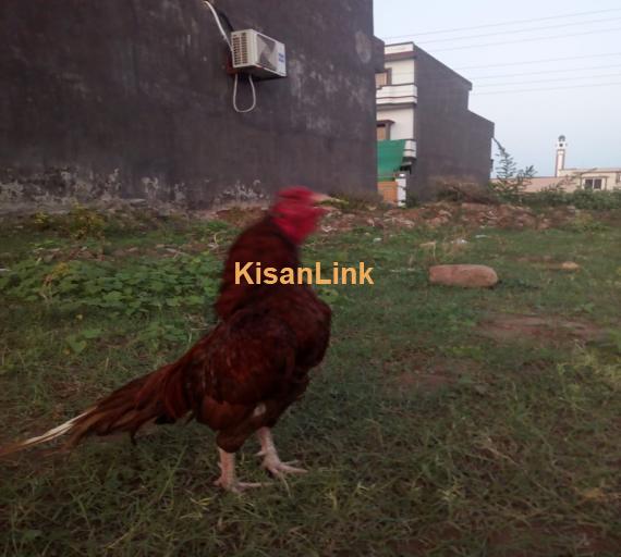 Aseel For Sale