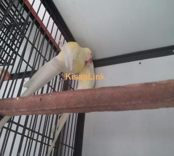 Parrot For Sale