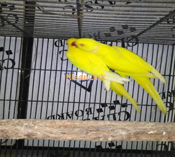 Parrot For Sale