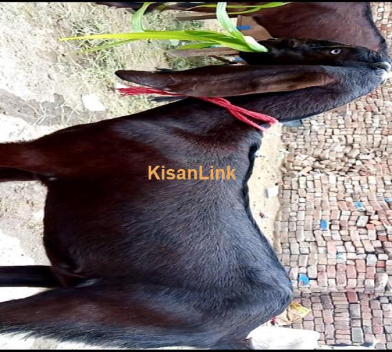 Goat For Sale
