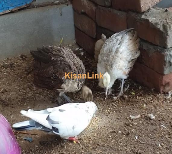 Peacock baby pair for sale