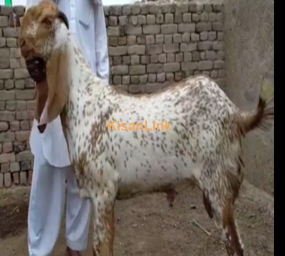 Goat For Sale