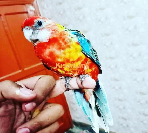 Parrot For Sale