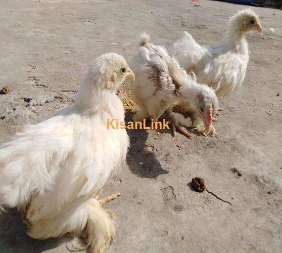 Aseel For Sale