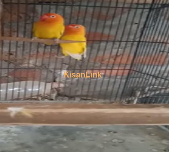 Parrot For Sale