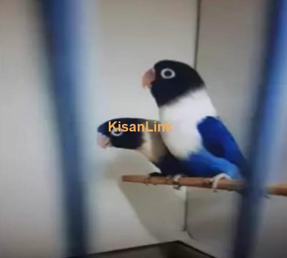 Parrot For Sale
