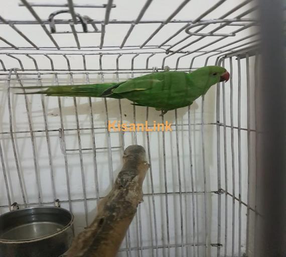 Parrot For Sale