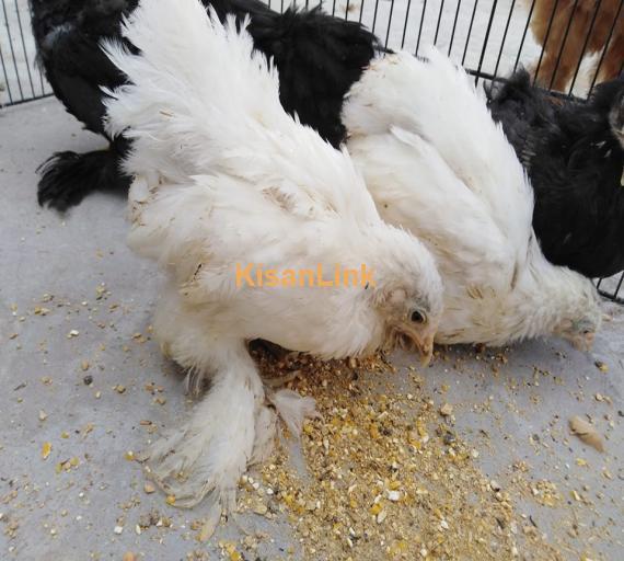 Hens For Sale