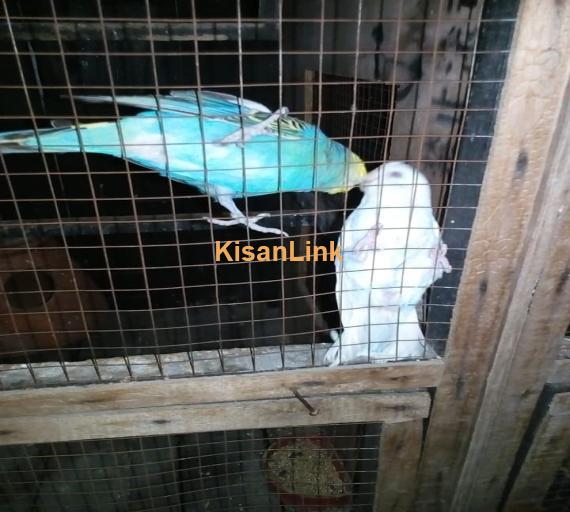 Parrot For Sale