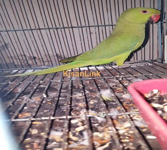Parrot For Sale