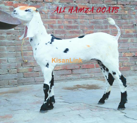 Goat For Sale