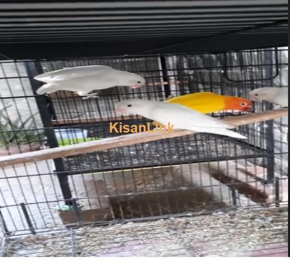 Parrot For Sale