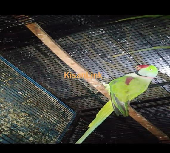 Parrot For Sale