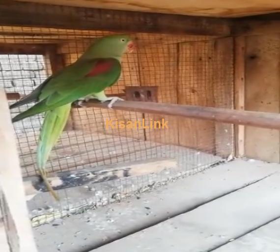 Parrot For Sale