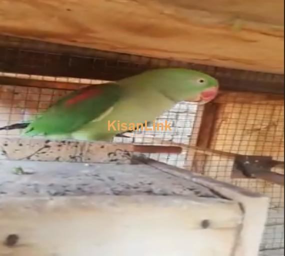 Parrot For Sale
