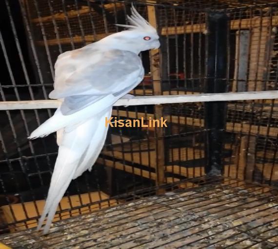 Parrot For Sale