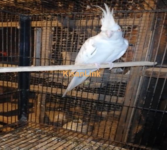 Parrot For Sale