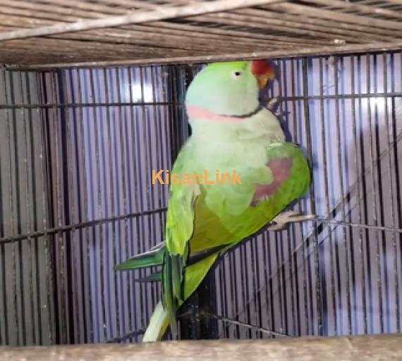 Parrot For Sale