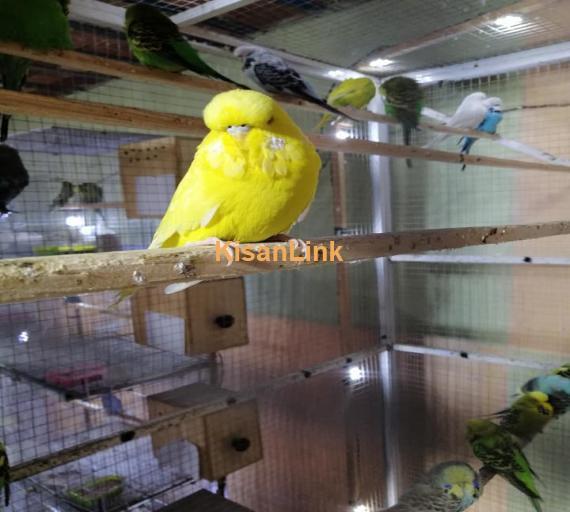 Parrot For Sale